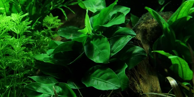 Анубіас бартера нана Голд, M (лат. - Anubias barteri var. nana “gold”)